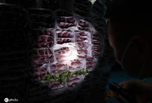 昆明斗南花市点亮“夜经济” 成打卡新热门地