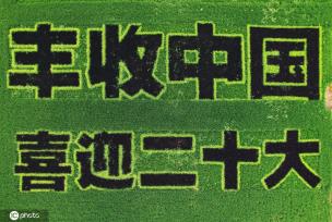 “丰收中国 喜迎二十大”巨幅彩稻画亮相杭州