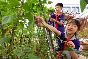 河北邯郸：学生劳动课学习烹饪技能