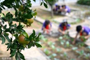 河北邯郸：学生劳动课学习烹饪技能