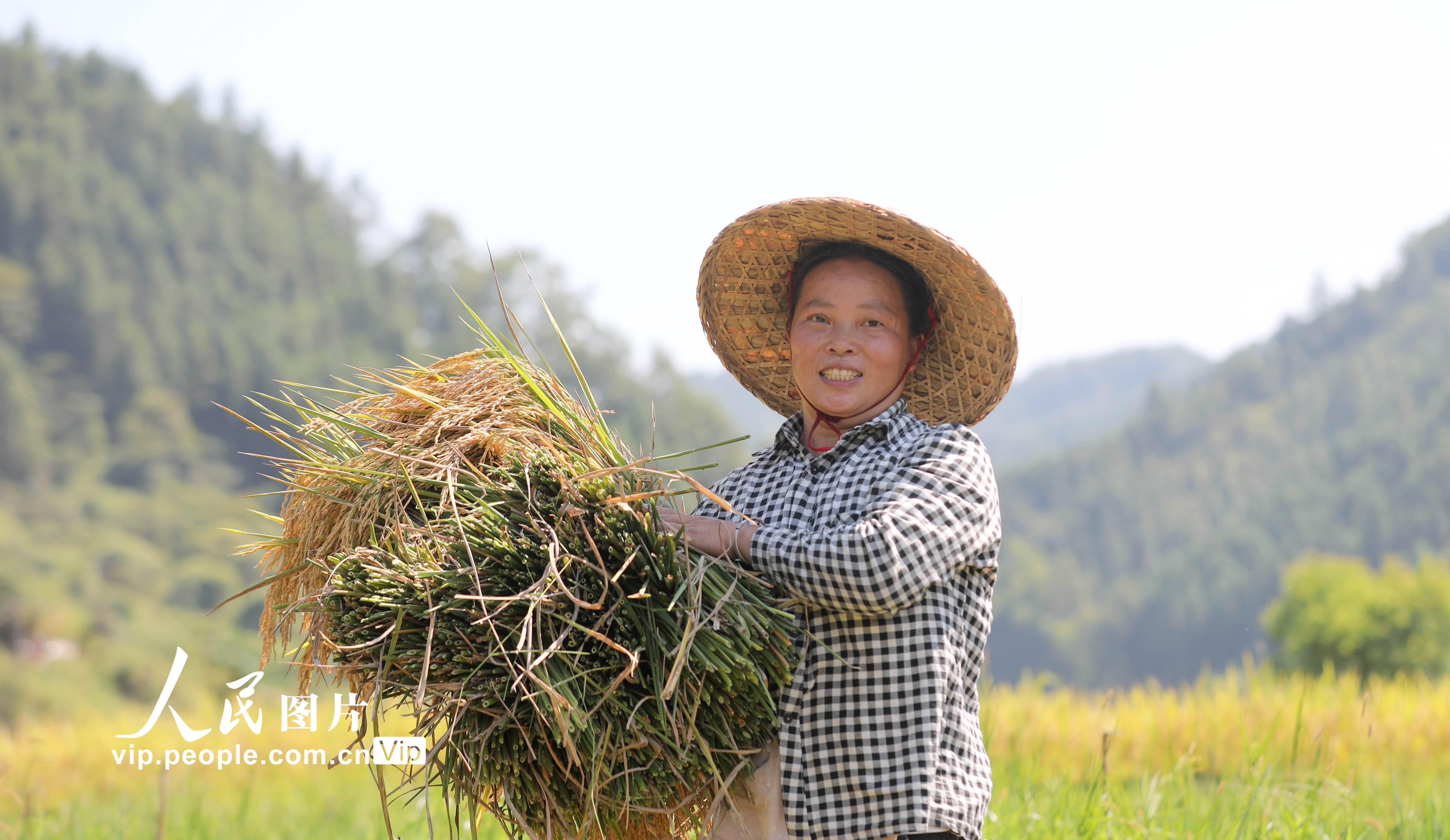 广西三江：初秋时节抢收忙