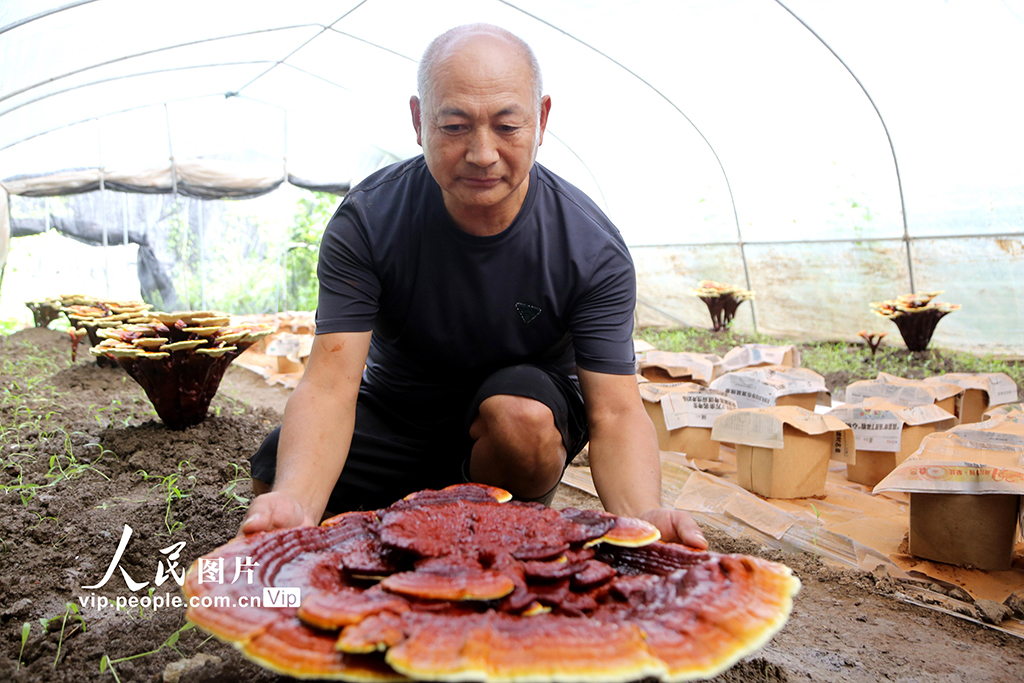 江苏连云港：朵朵灵芝撑起“致富伞”