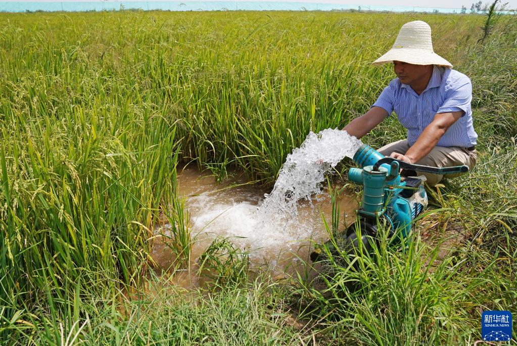 鄱阳湖畔多举措供水抗旱 保障粮食生产