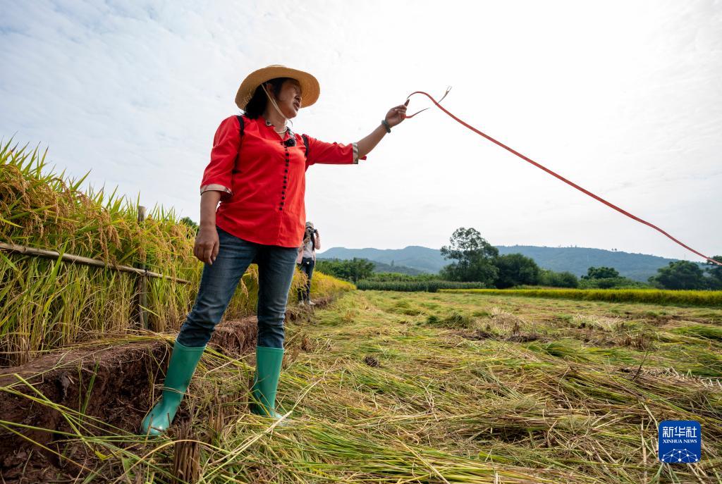 云南楚雄：水稻新品种“楚粳54号”测产
