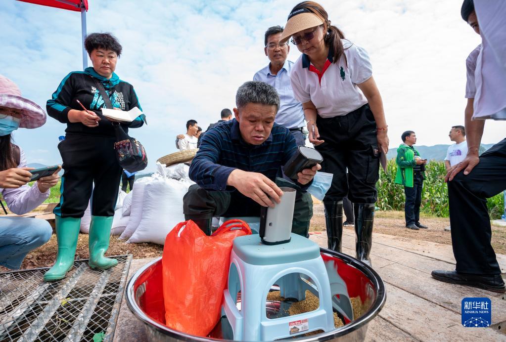 云南楚雄：水稻新品种“楚粳54号”测产