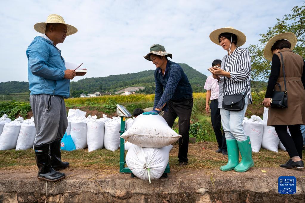 云南楚雄：水稻新品种“楚粳54号”测产