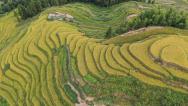 紫鹊界梯田稻浪翻金