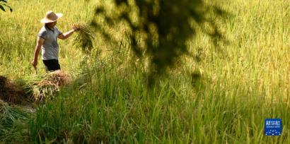 紫鹊界梯田稻浪翻金