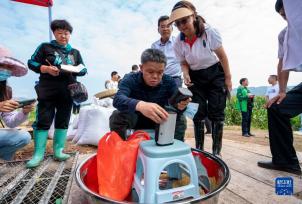 云南楚雄：水稻新品种“楚粳54号”测产