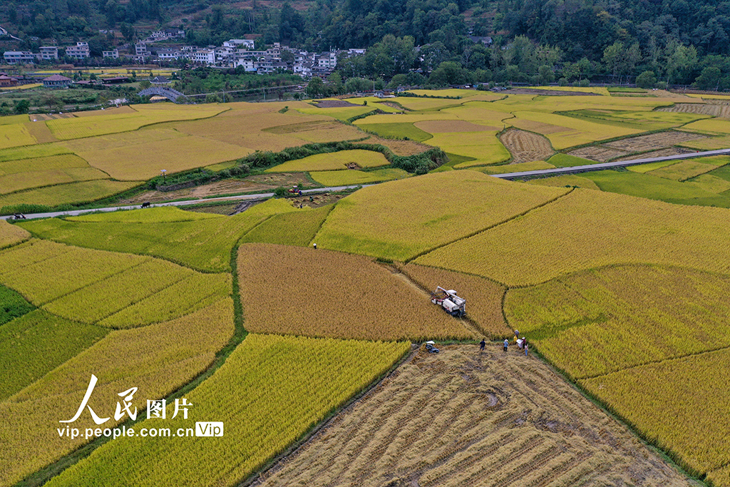 
广州各大医院黄牛电话,住院检查加快贵州开阳：稻谷飘香景如画