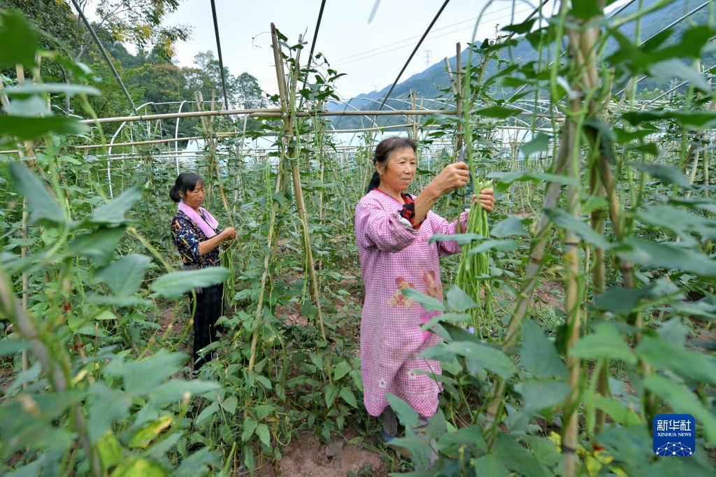 “多村联营”助力乡村振兴