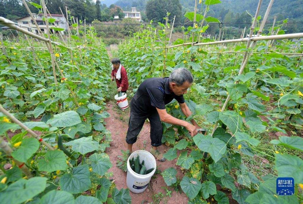 “多村联营”助力乡村振兴