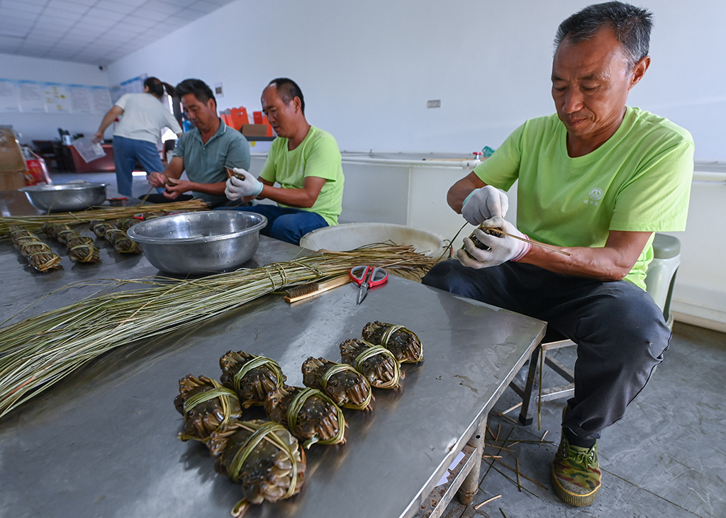 浙江湖州：水上牧场千亩蟹田迎丰收