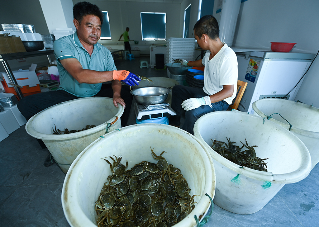 浙江湖州：水上牧场千亩蟹田迎丰收