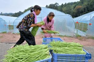 “多村联营”助力乡村振兴