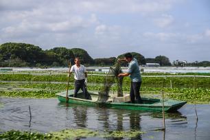 浙江湖州：水上牧场千亩蟹田迎丰收