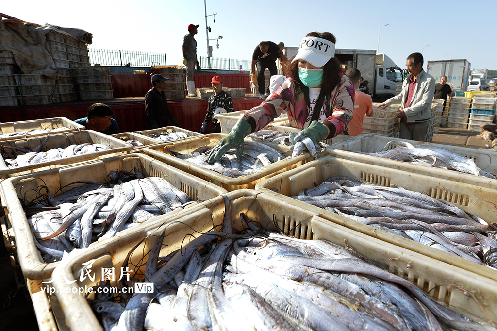 山东青岛：秋捕丰收鱼满仓