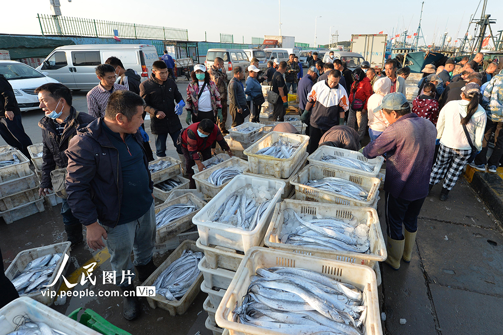 山东青岛：秋捕丰收鱼满仓