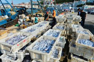 山东青岛：秋捕丰收鱼满仓