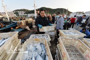 山东青岛：秋捕丰收鱼满仓