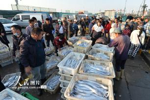山东青岛：秋捕丰收鱼满仓