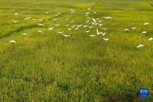 安徽郎溪：稻田飘香 静待收获