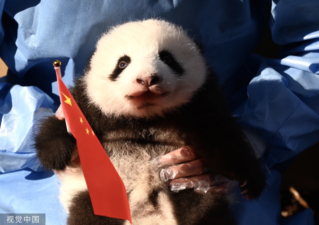 成都熊猫基地13只2022级新生大熊猫齐亮相