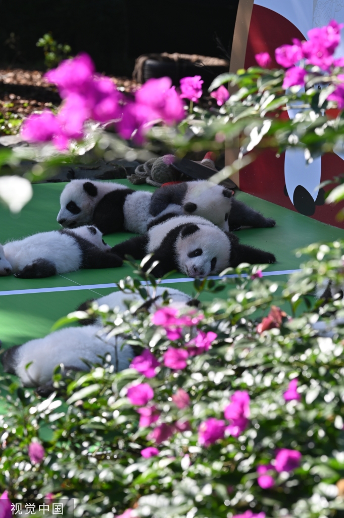 成都熊猫基地13只2022级新生大熊猫齐亮相