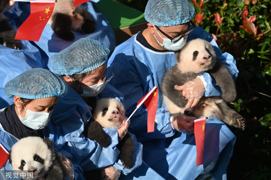 成都熊猫基地13只2022级新生大熊猫齐亮相