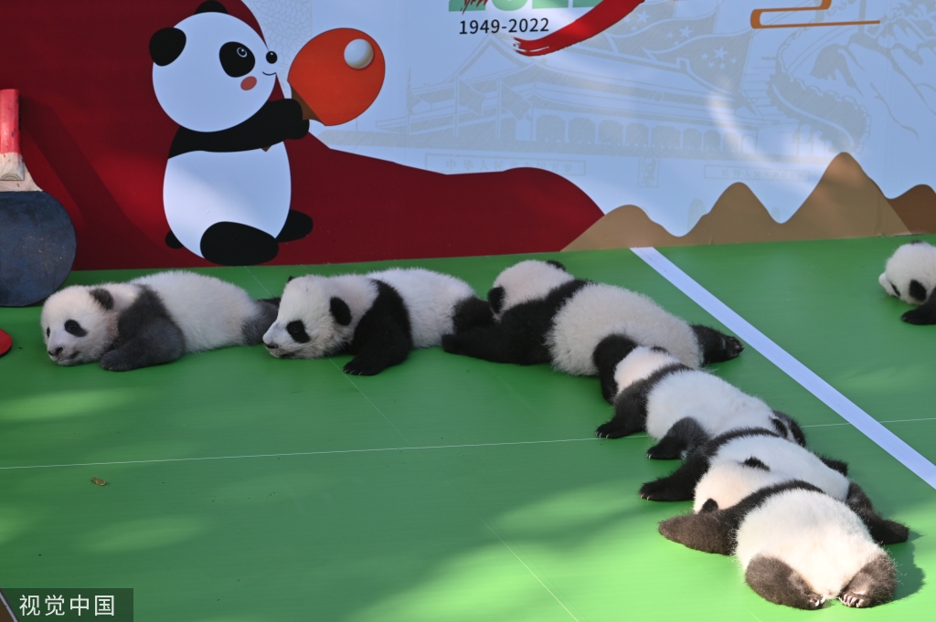 成都熊猫基地13只2022级新生大熊猫齐亮相