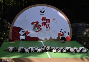 成都熊猫基地13只2022级新生大熊猫齐亮相