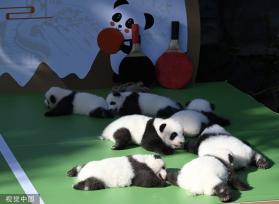 成都熊猫基地13只2022级新生大熊猫齐亮相