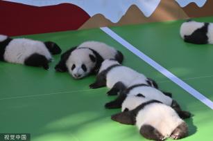 成都熊猫基地13只2022级新生大熊猫齐亮相