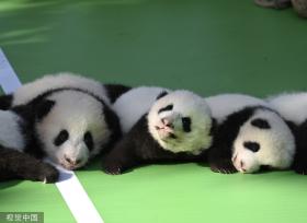 成都熊猫基地13只2022级新生大熊猫齐亮相