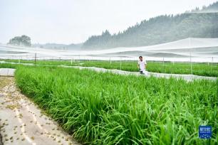 贵州：绿色发展闯新路