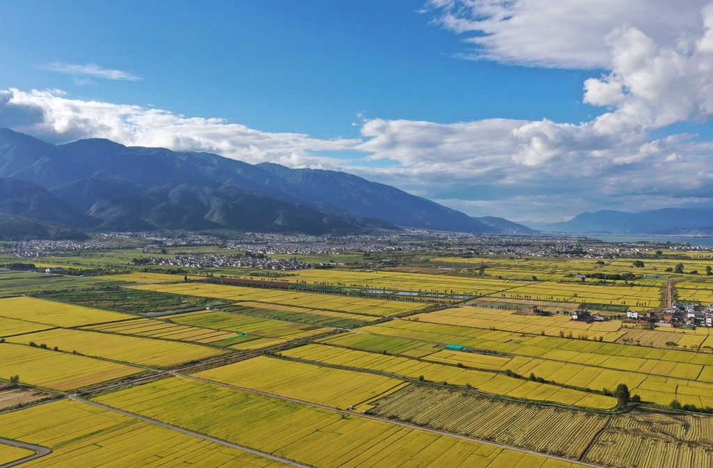 洱海畔万亩水稻抢收忙 助力乡村振兴