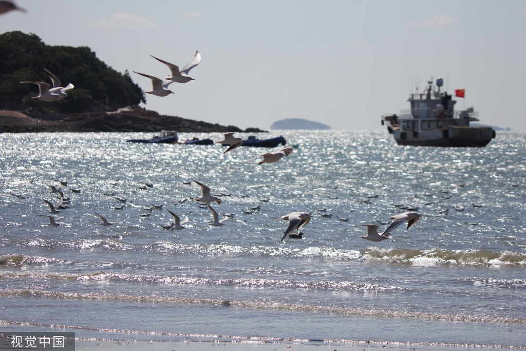 青岛：首批越冬红嘴鸥飞抵栈桥