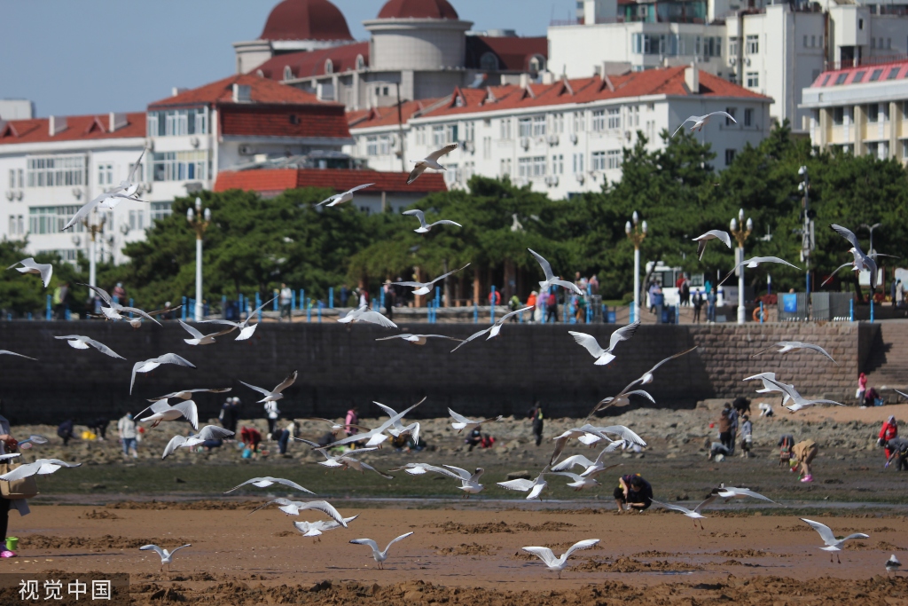 青岛：首批越冬红嘴鸥飞抵栈桥