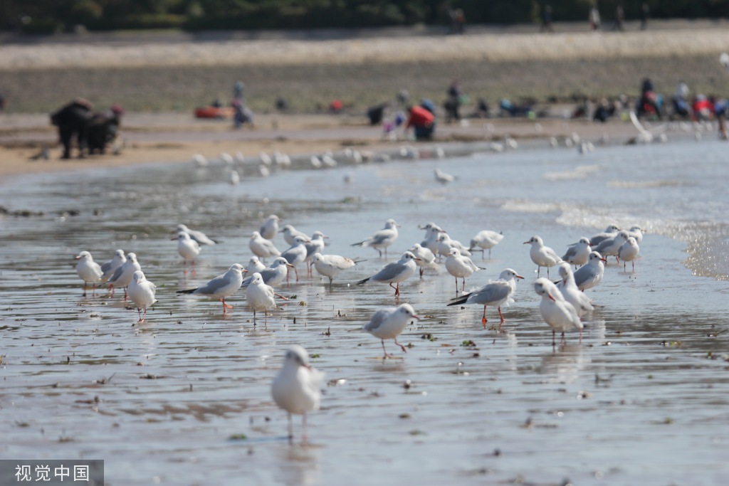 青岛：首批越冬红嘴鸥飞抵栈桥