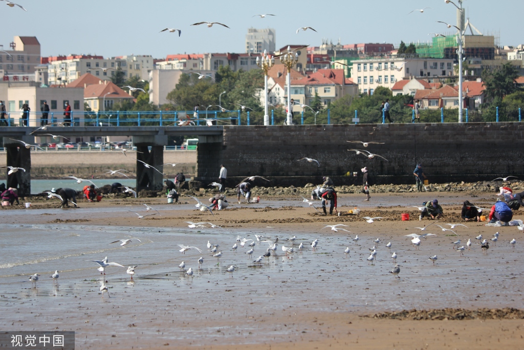 青岛：首批越冬红嘴鸥飞抵栈桥