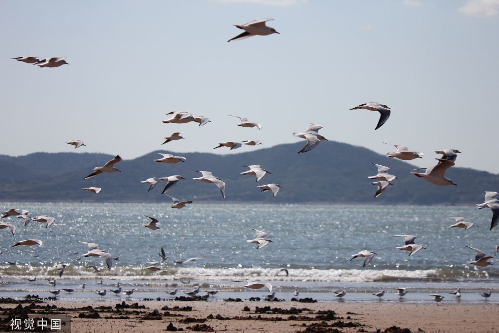 青岛：首批越冬红嘴鸥飞抵栈桥