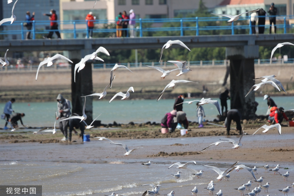 青岛：首批越冬红嘴鸥飞抵栈桥