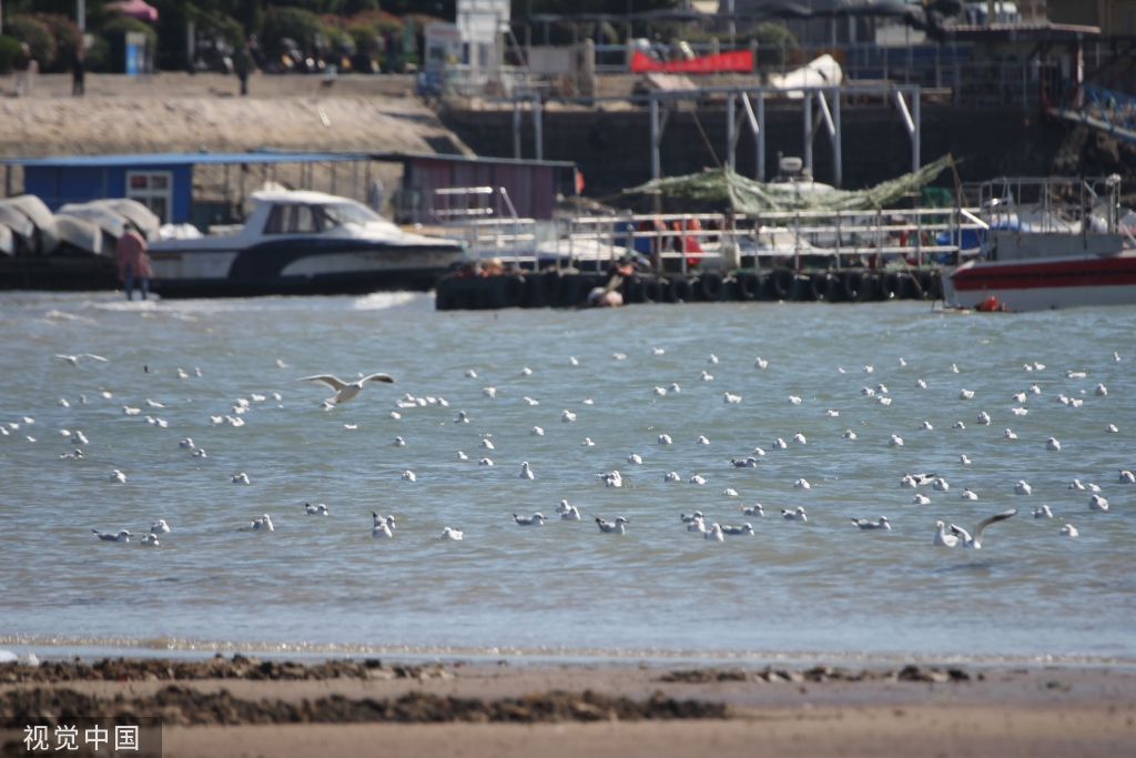 青岛：首批越冬红嘴鸥飞抵栈桥