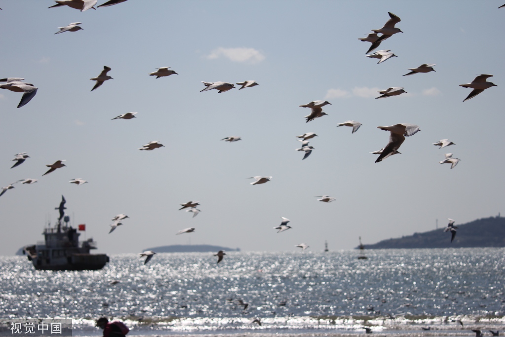 青岛：首批越冬红嘴鸥飞抵栈桥