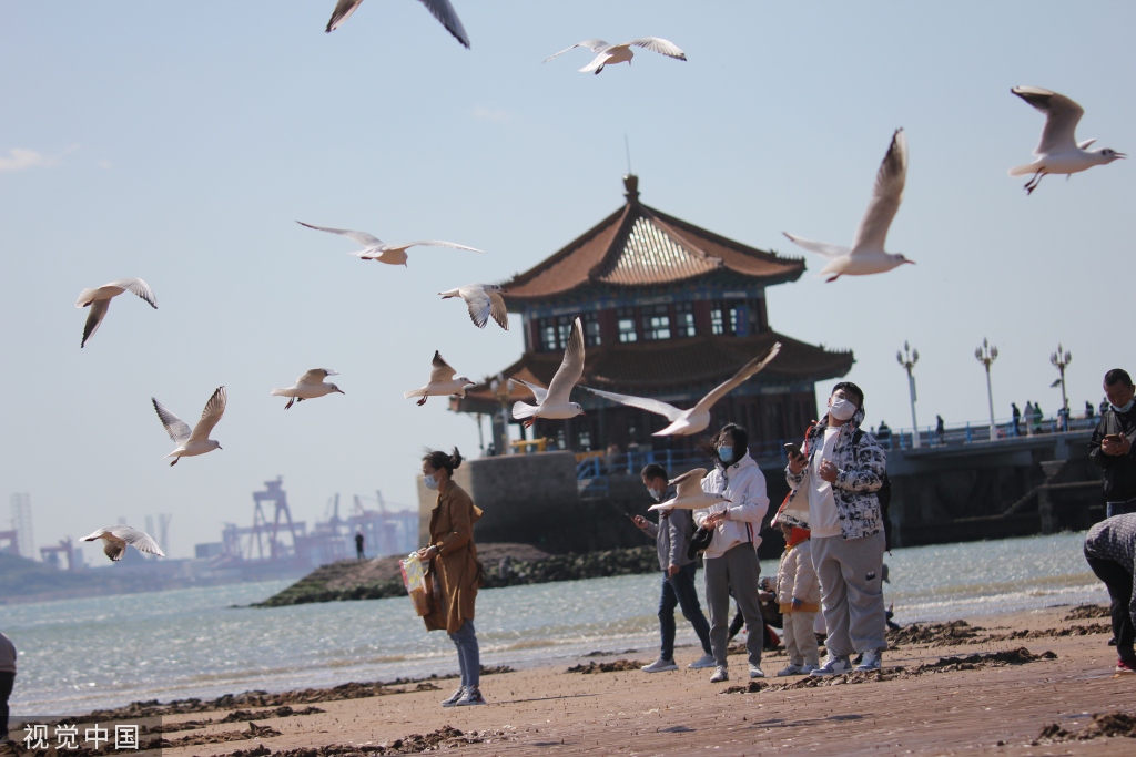 青岛：首批越冬红嘴鸥飞抵栈桥