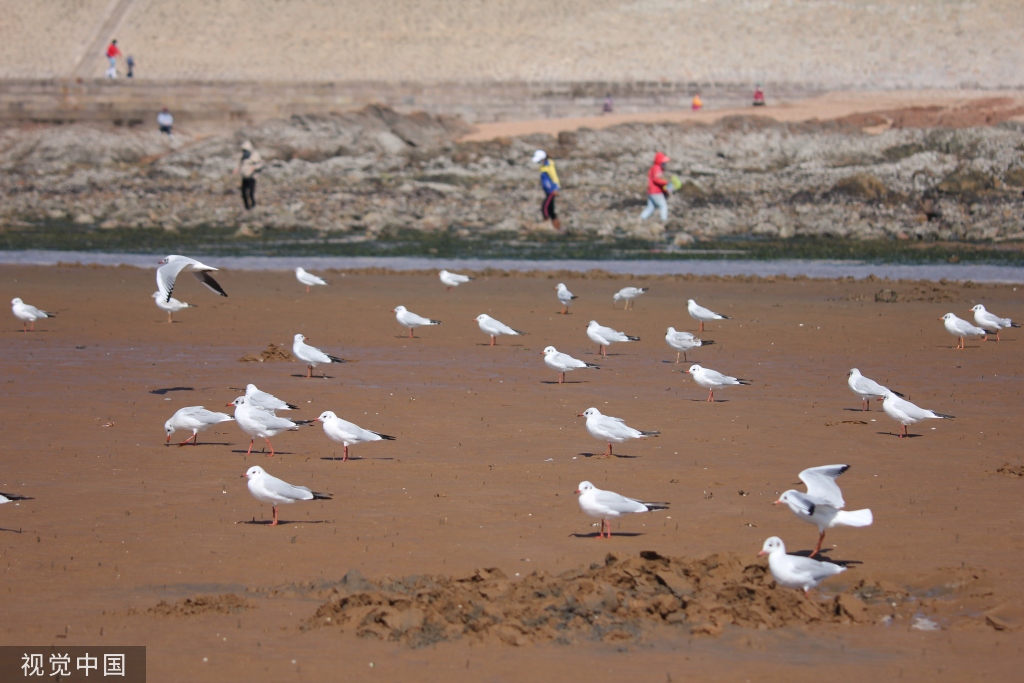 青岛：首批越冬红嘴鸥飞抵栈桥
