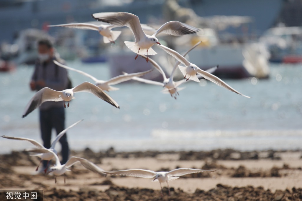 青岛：首批越冬红嘴鸥飞抵栈桥