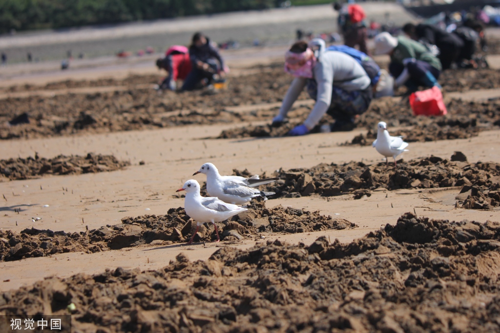 青岛：首批越冬红嘴鸥飞抵栈桥