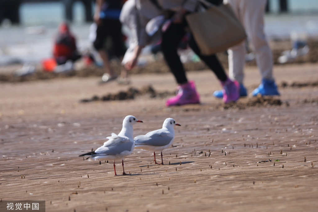 青岛：首批越冬红嘴鸥飞抵栈桥