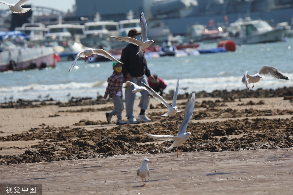 青岛：首批越冬红嘴鸥飞抵栈桥